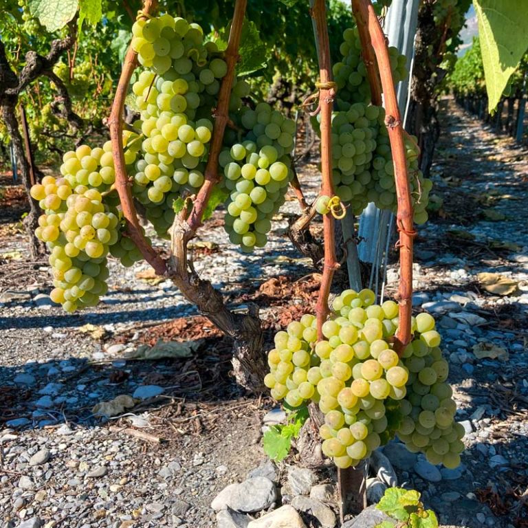 «Gourmandises littéraires» balade samedi 24 août 2024